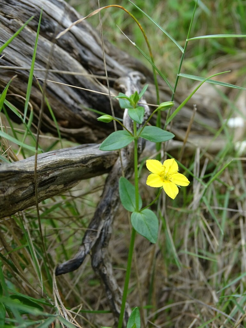 Lysimachia serpyllifolia