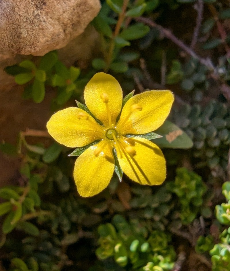 Lysimachia serpyllifolia photo 2