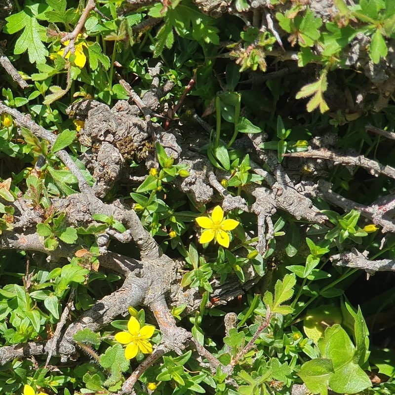 Lysimachia serpyllifolia photo 3