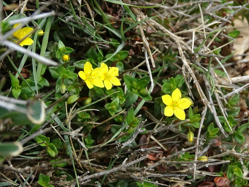 Lysimachia serpyllifolia photo 4