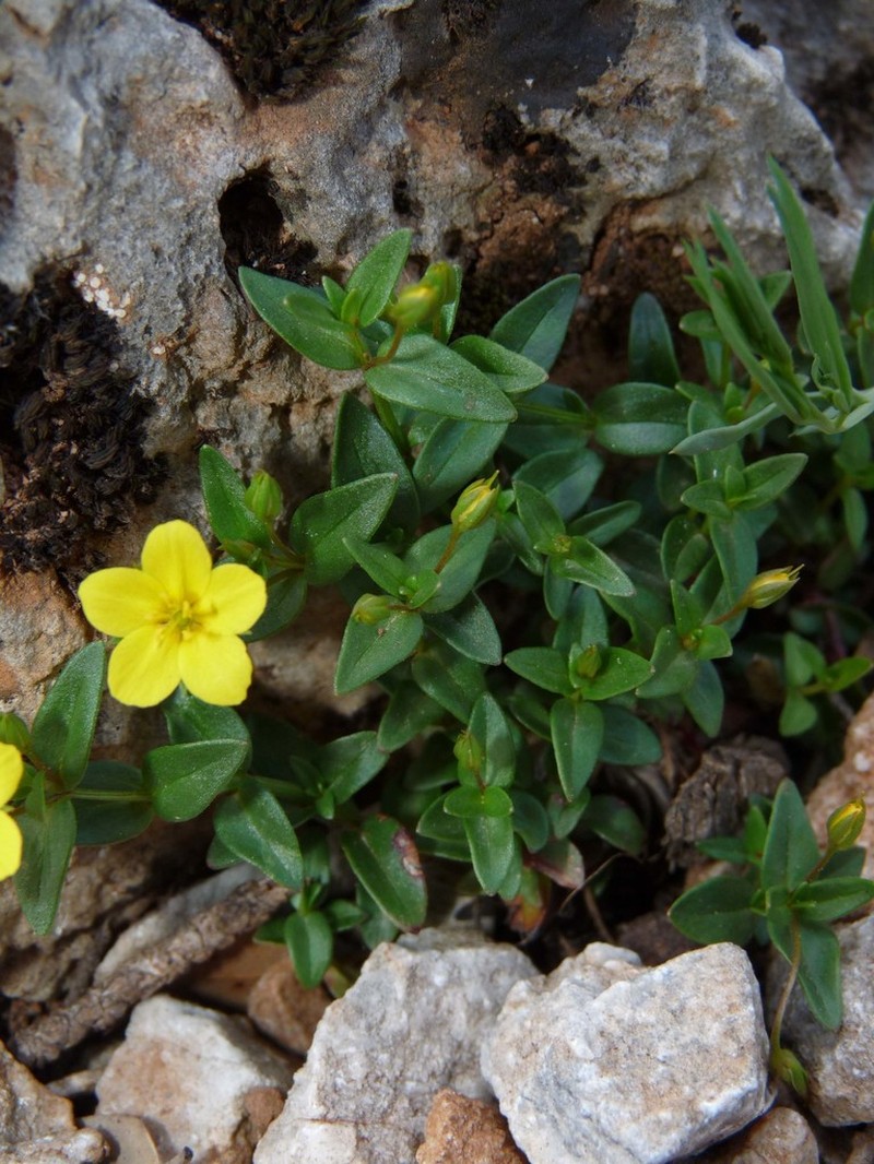 Lysimachia serpyllifolia photo 5