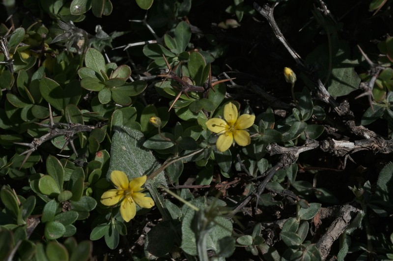 Lysimachia serpyllifolia photo 6