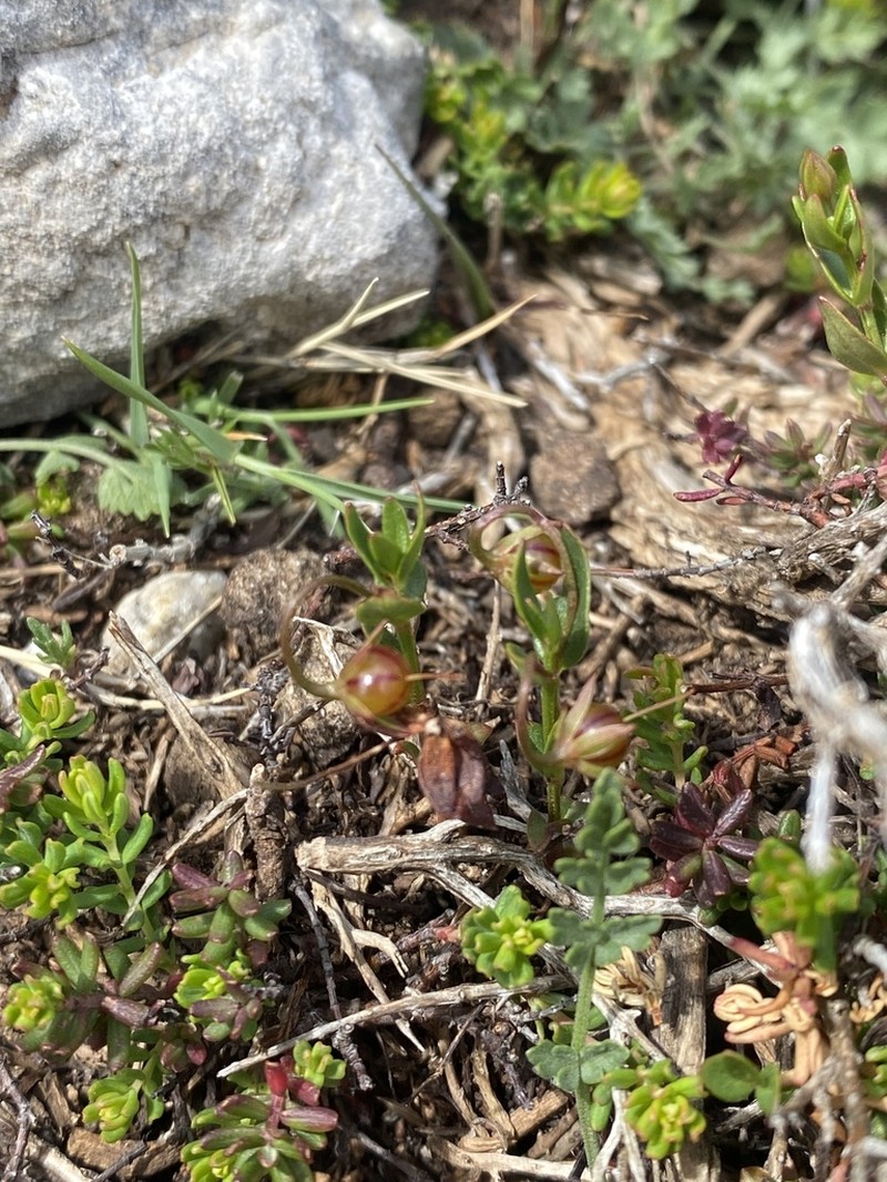 Lysimachia serpyllifolia photo 7
