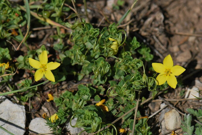 Lysimachia serpyllifolia photo 8