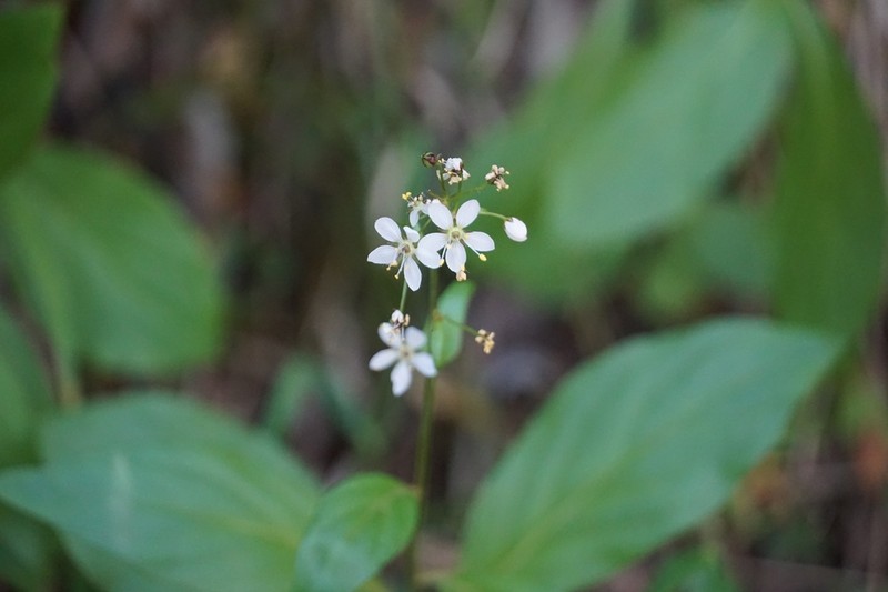 Lysimachia sertulata