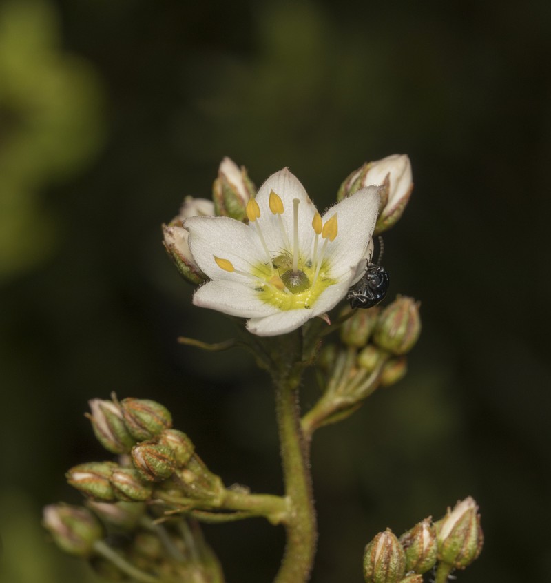 Lysimachia sertulata photo 2