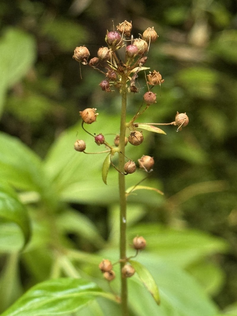 Lysimachia sertulata photo 3