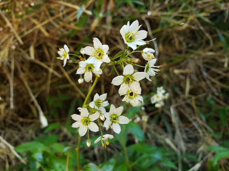 Lysimachia sertulata photo 4