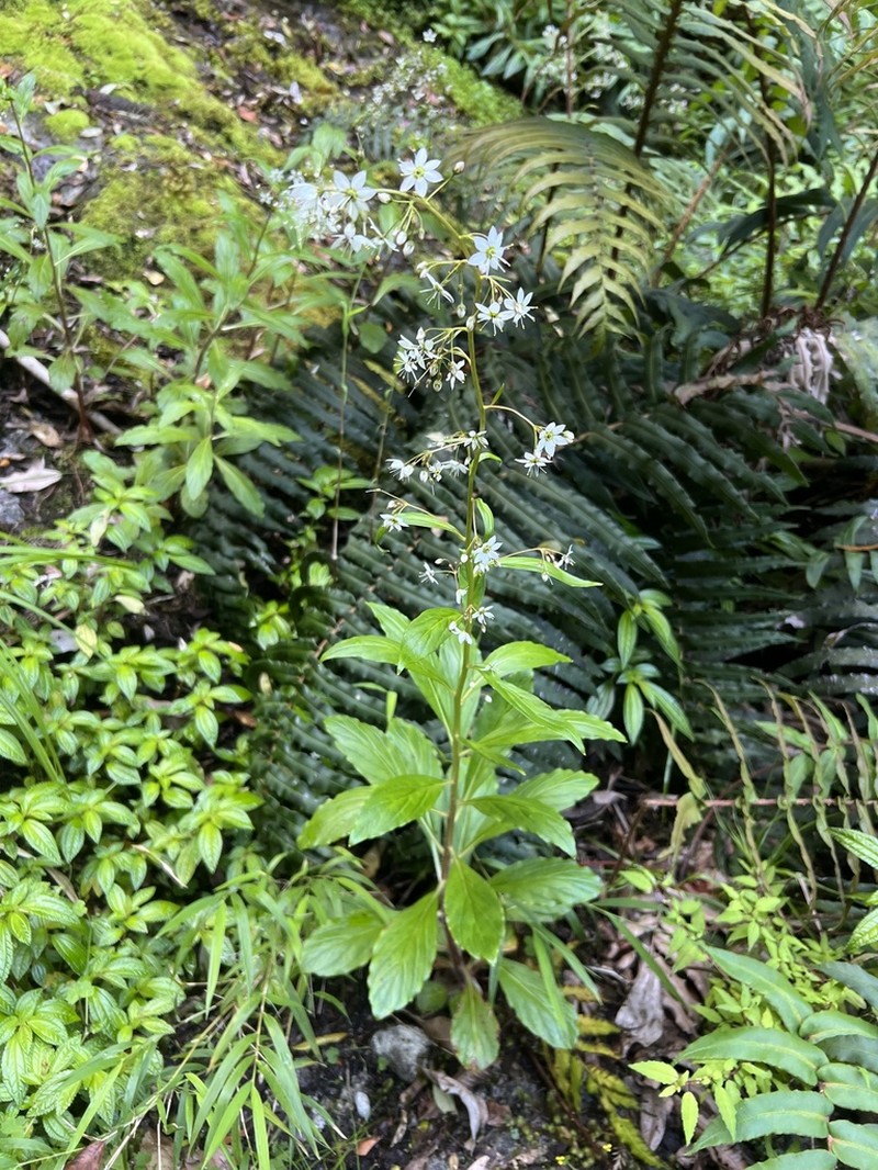 Lysimachia sertulata photo 7