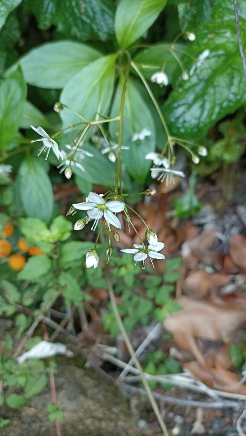 Lysimachia sertulata photo 8