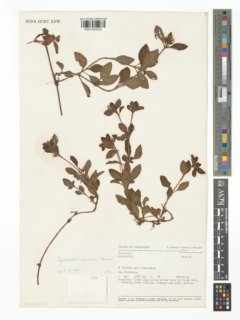 Lysimachia siamensis photo 2