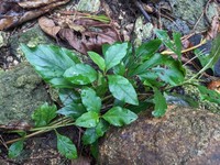 Lysimachia sikokiana