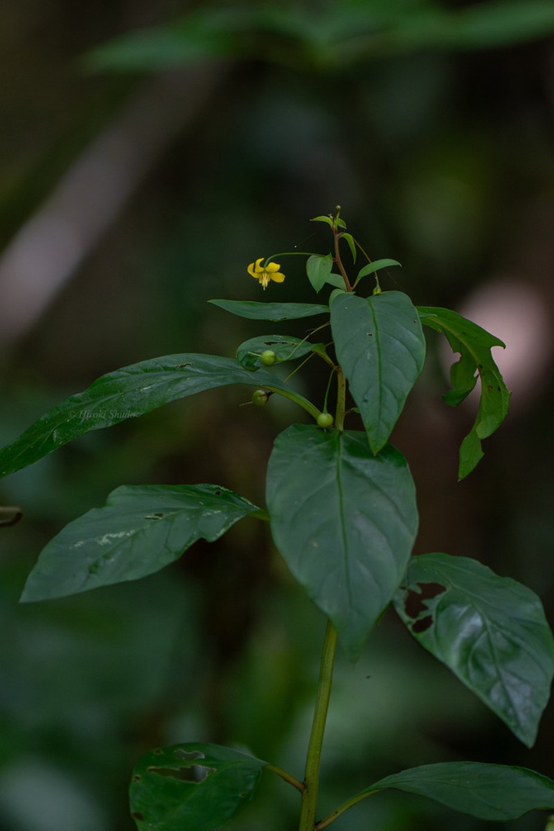 Lysimachia sikokiana photo 2