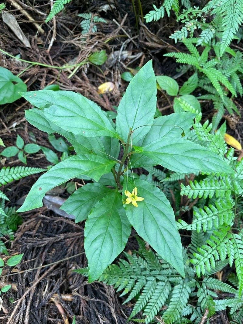 Lysimachia sikokiana photo 4