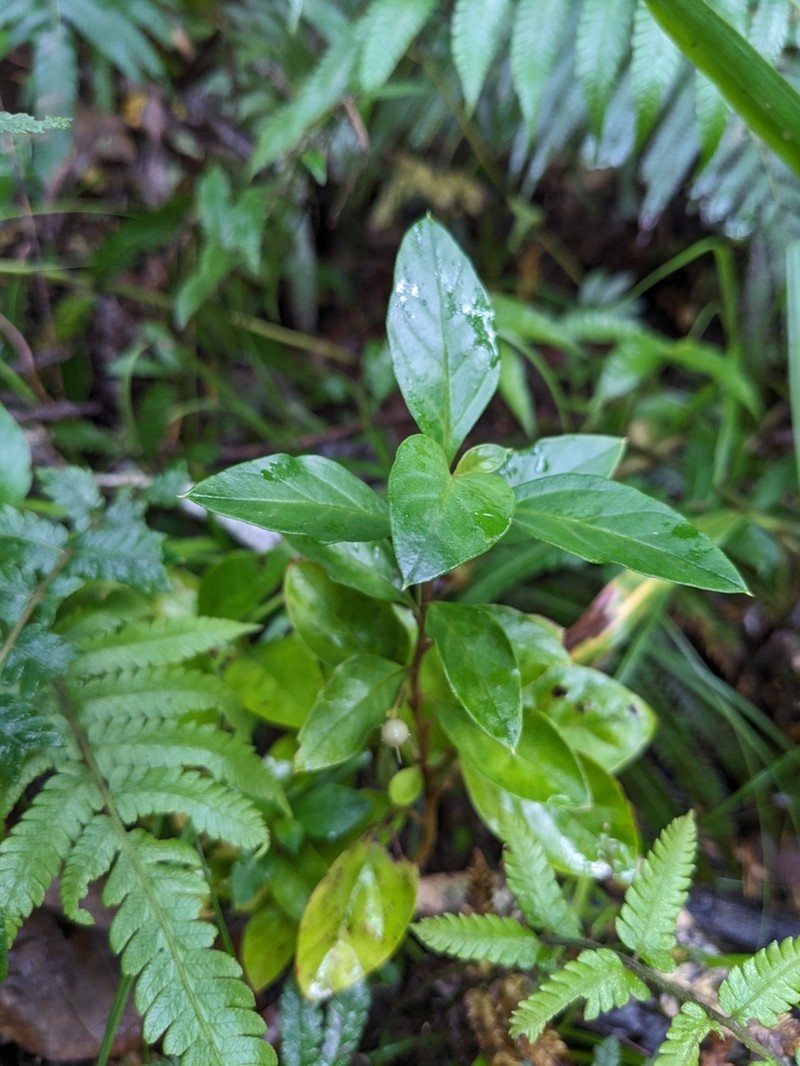Lysimachia sikokiana photo 5