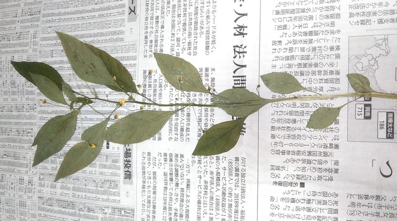 Lysimachia sikokiana photo 6