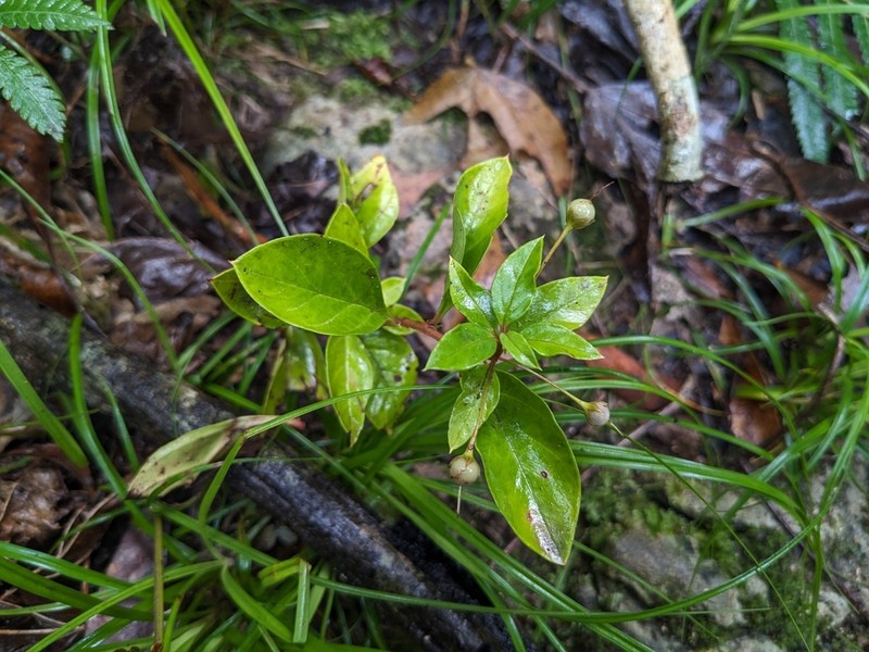 Lysimachia sikokiana photo 8