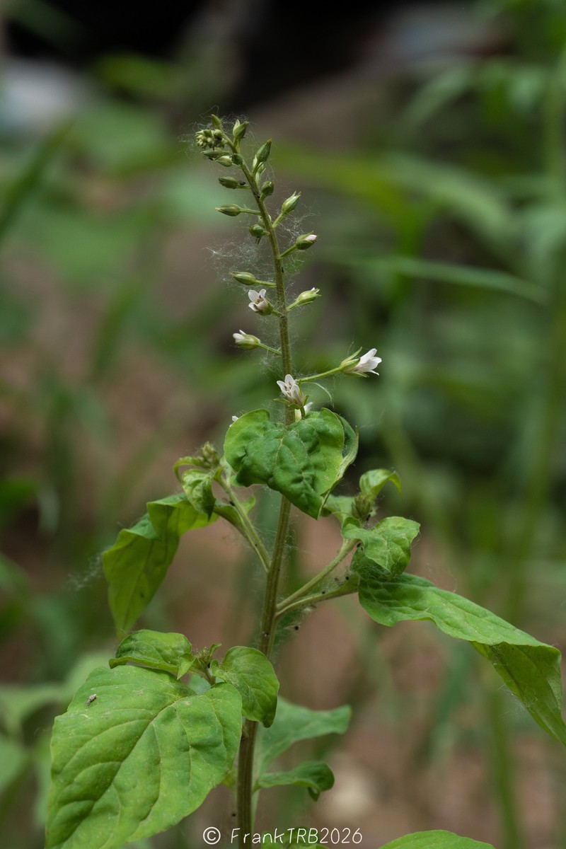 Lysimachia silvestrii photo 2