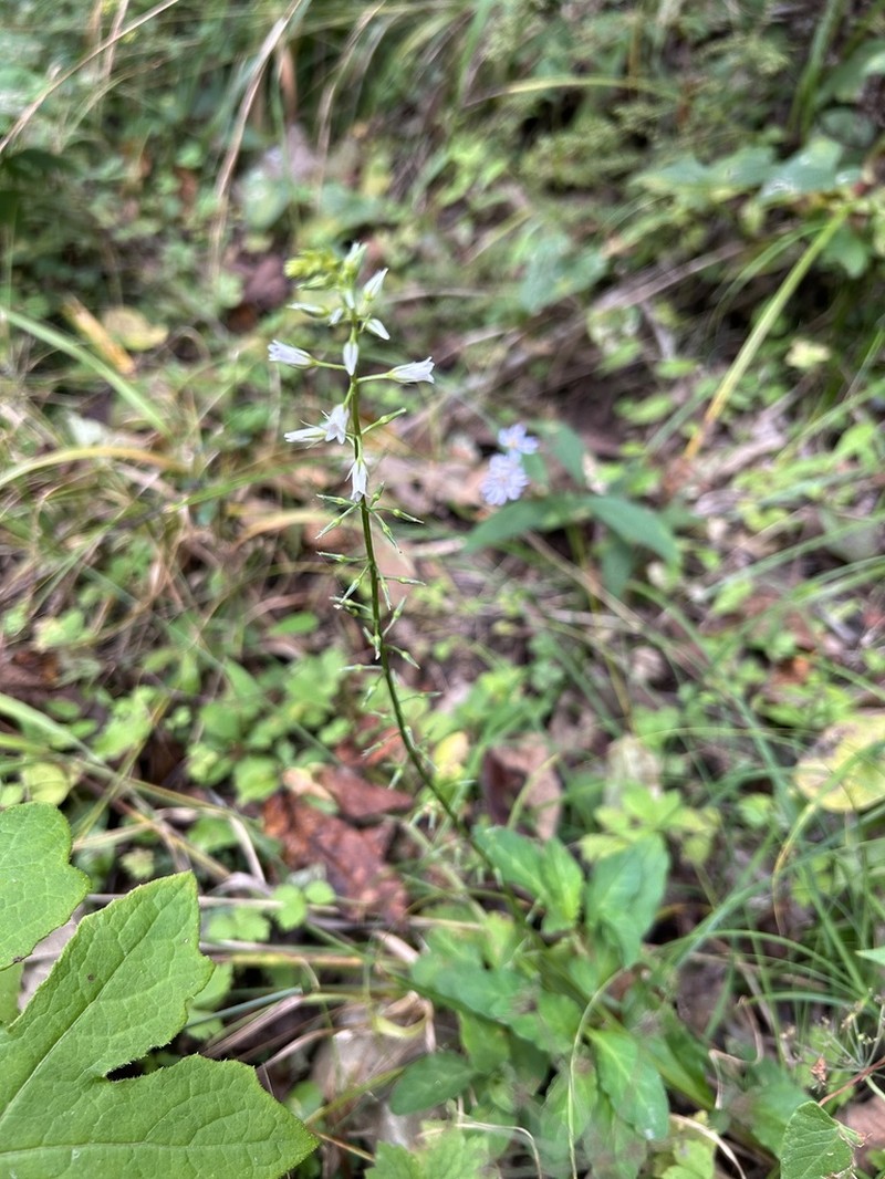 Lysimachia stenosepala