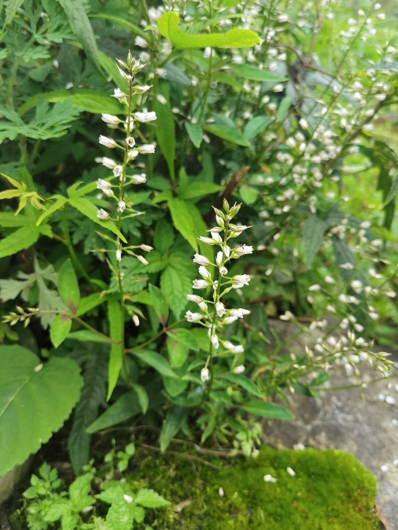 Lysimachia stenosepala photo 2