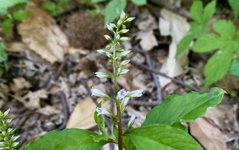 Lysimachia stenosepala photo 3