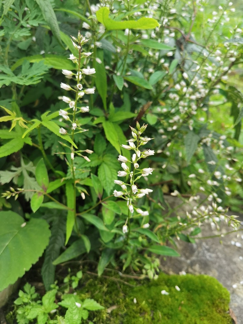 Lysimachia stenosepala photo 4