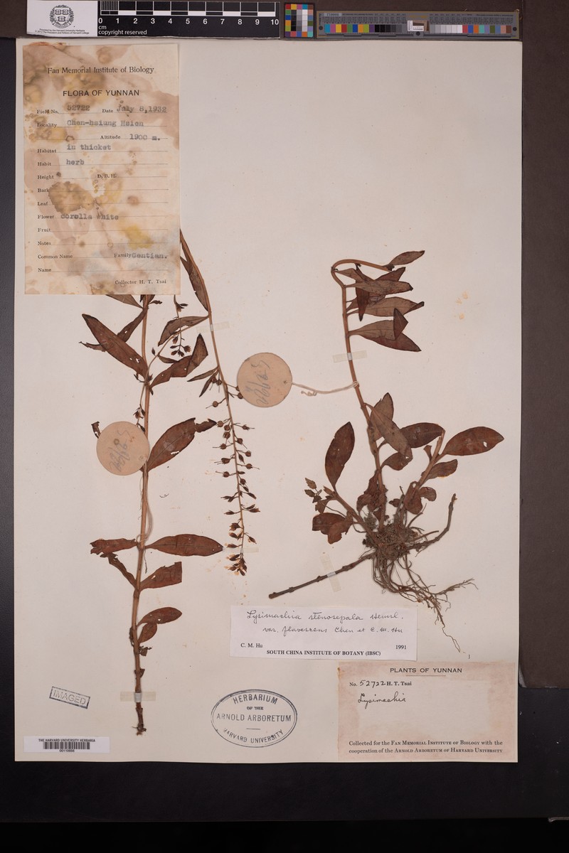 Lysimachia stenosepala photo 5