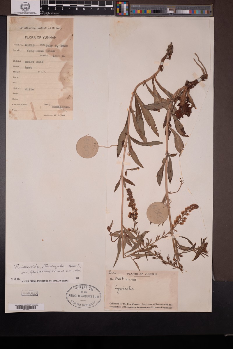 Lysimachia stenosepala photo 6