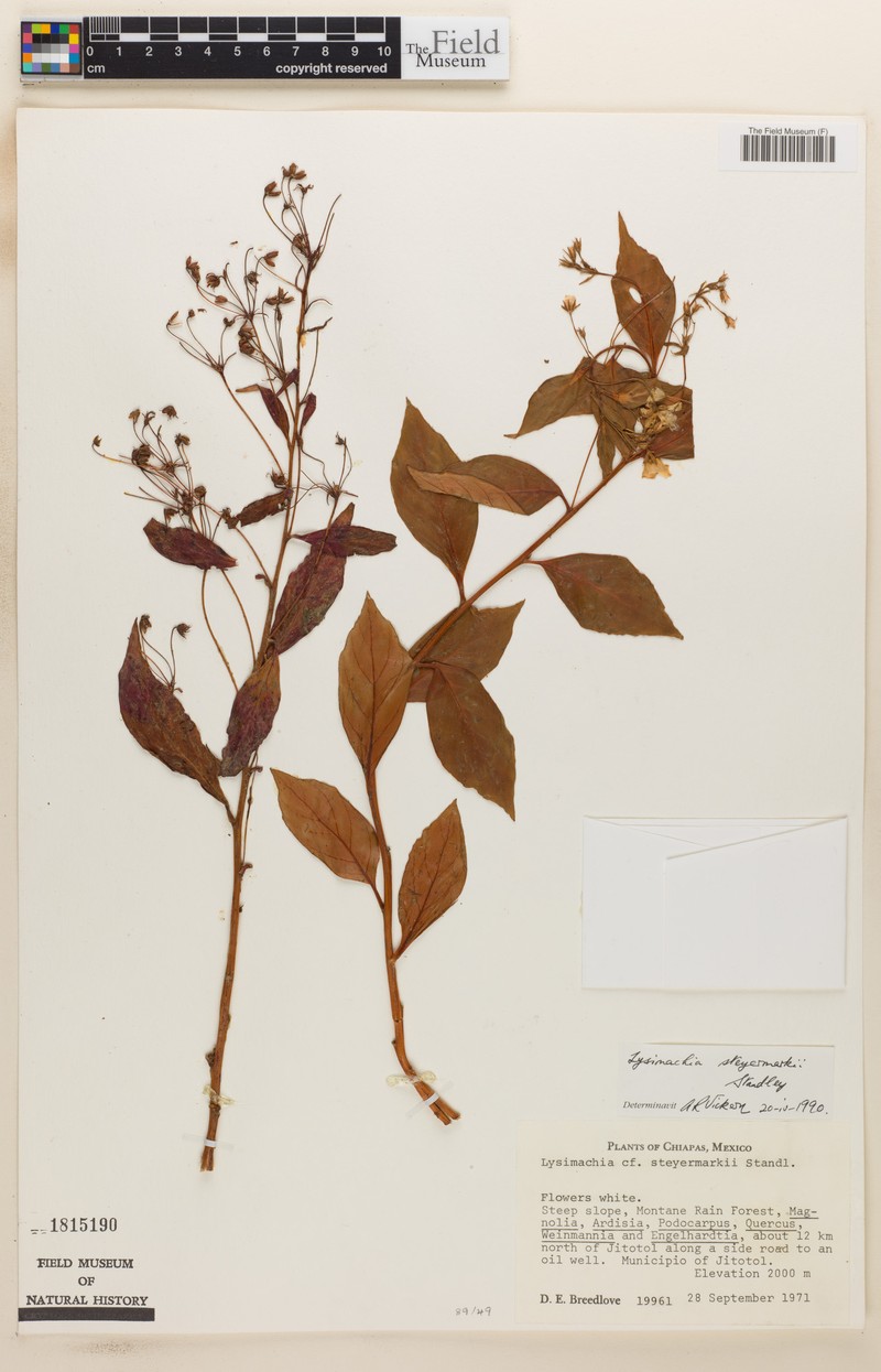 Lysimachia steyermarkii