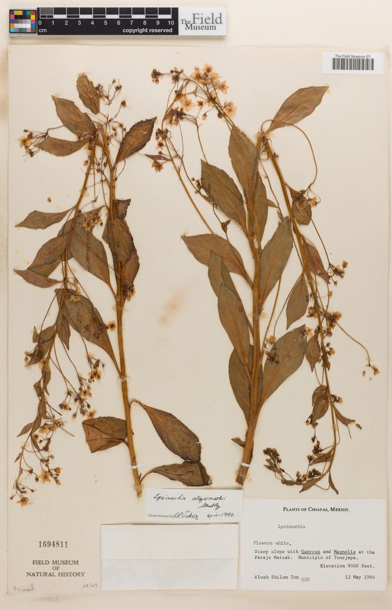 Lysimachia steyermarkii photo 2