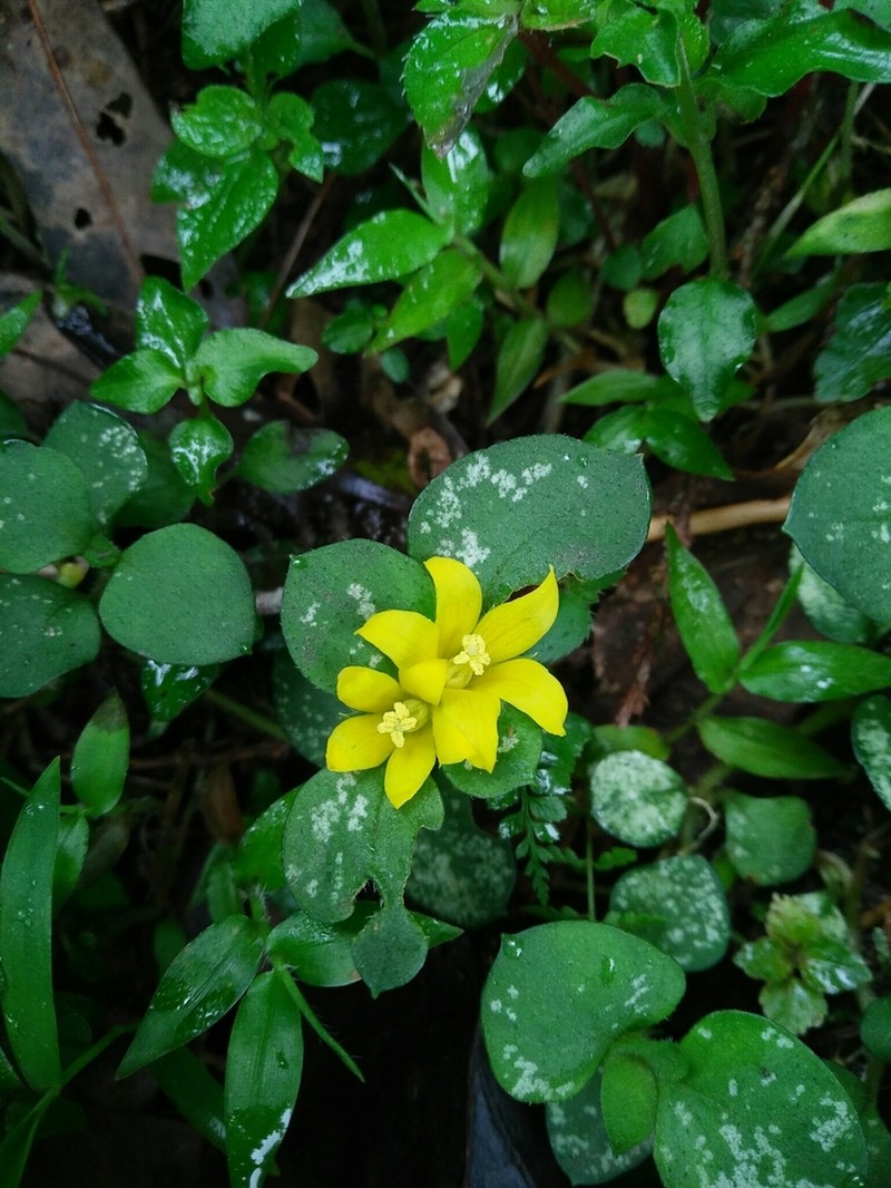 Lysimachia taiwaniana