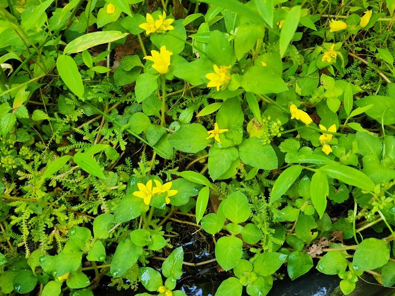 Lysimachia taiwaniana photo 2