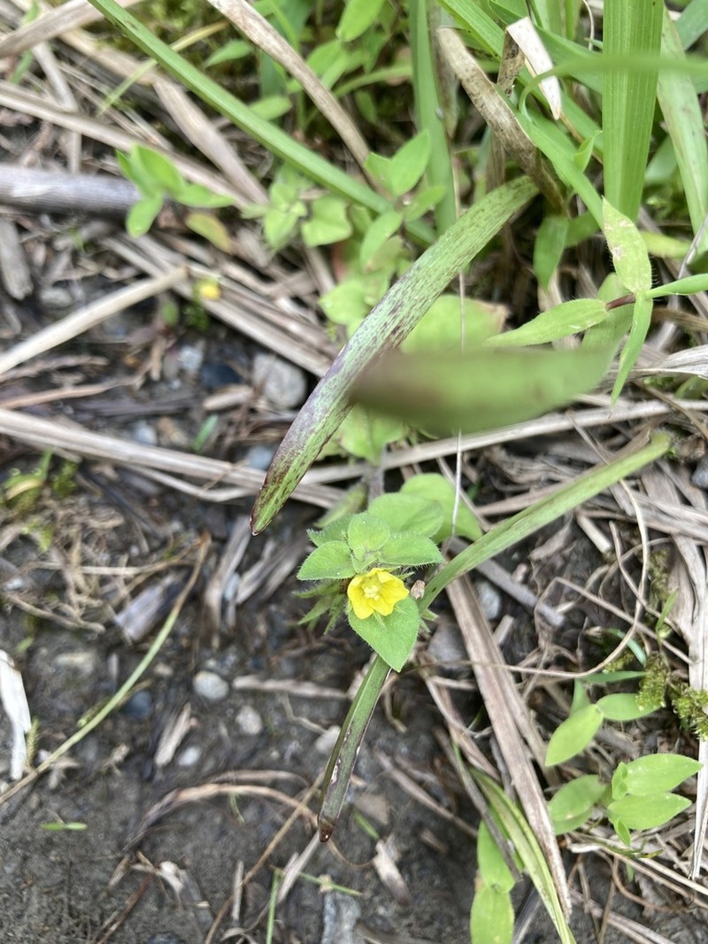 Lysimachia taiwaniana photo 3