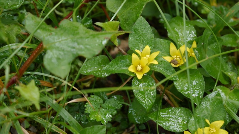 Lysimachia taiwaniana photo 4