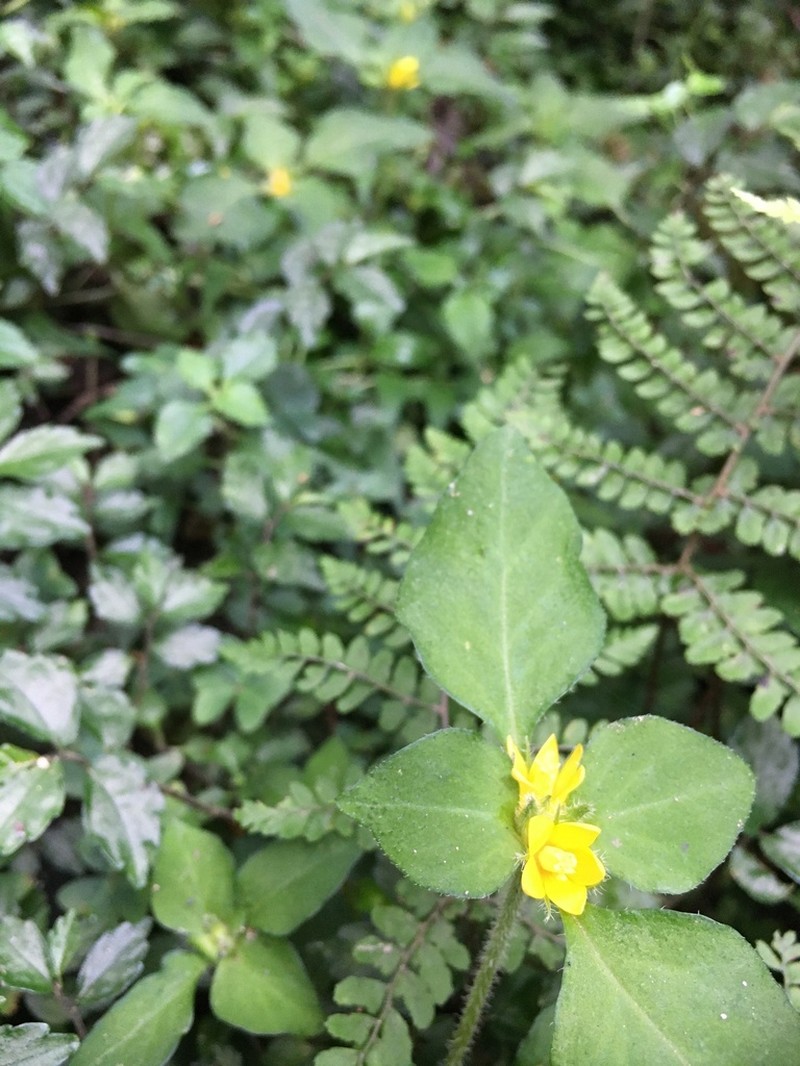 Lysimachia taiwaniana photo 5