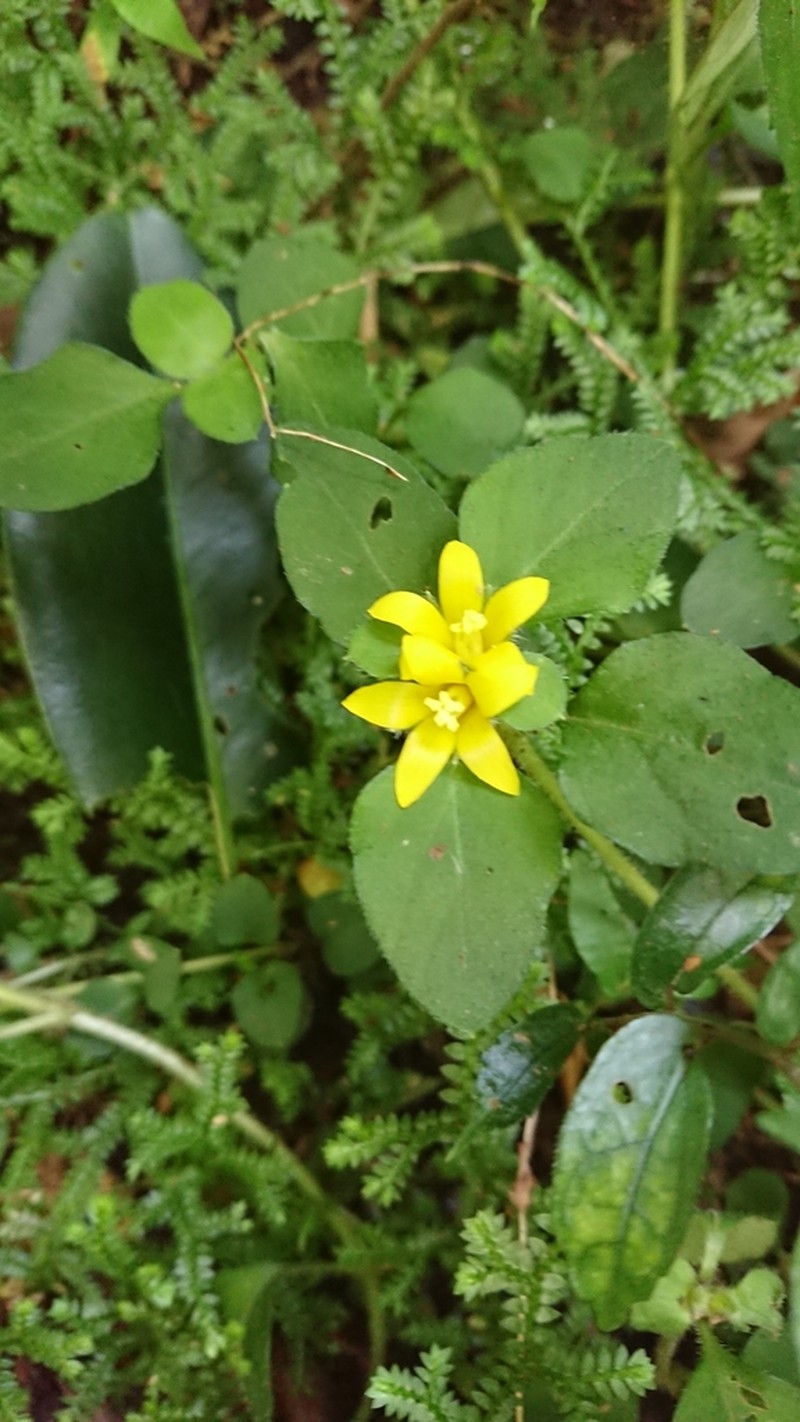 Lysimachia taiwaniana photo 6
