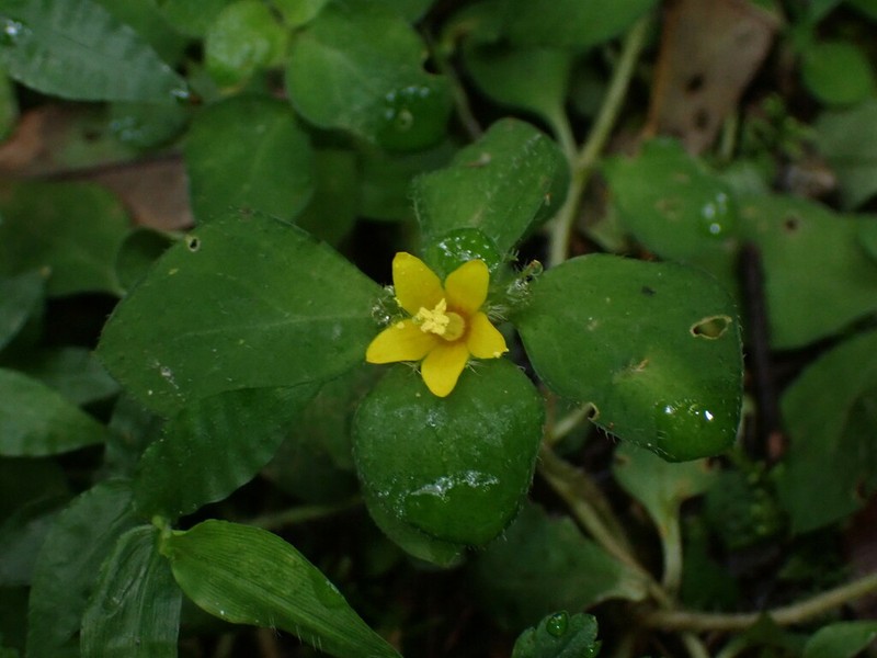 Lysimachia taiwaniana photo 7