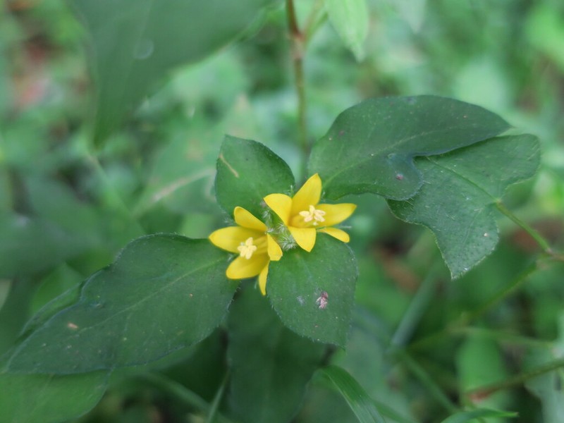 Lysimachia taiwaniana photo 8