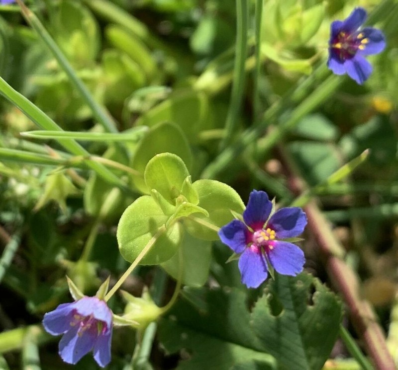 Lysimachia talaverae