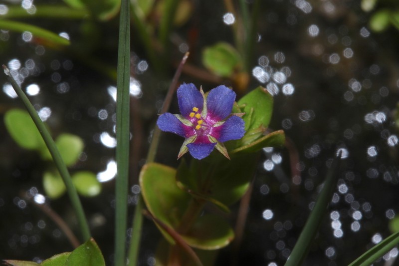 Lysimachia talaverae photo 2