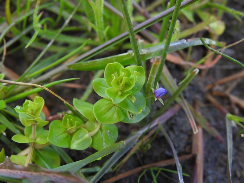 Lysimachia talaverae photo 4
