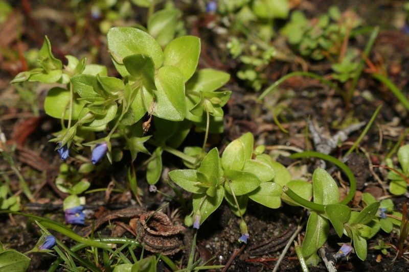 Lysimachia talaverae photo 6