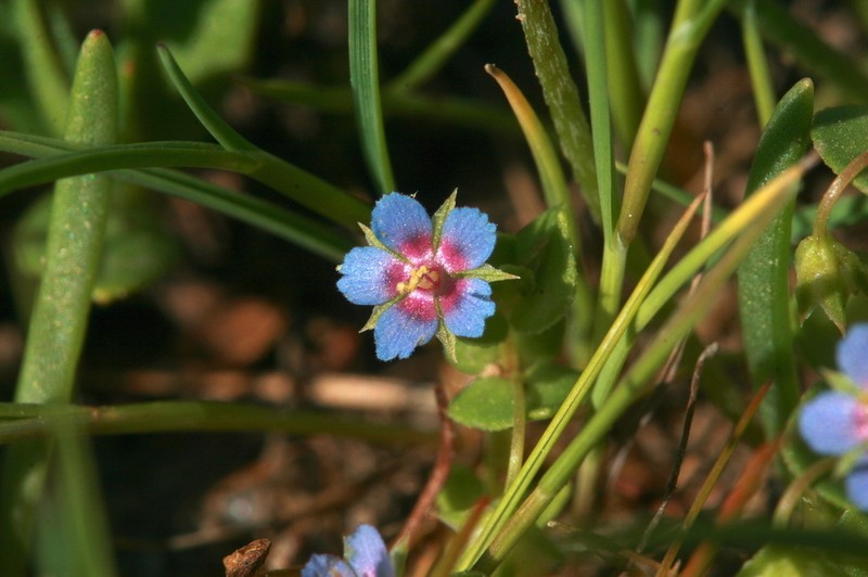 Lysimachia talaverae photo 7