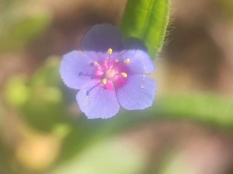 Lysimachia talaverae photo 8