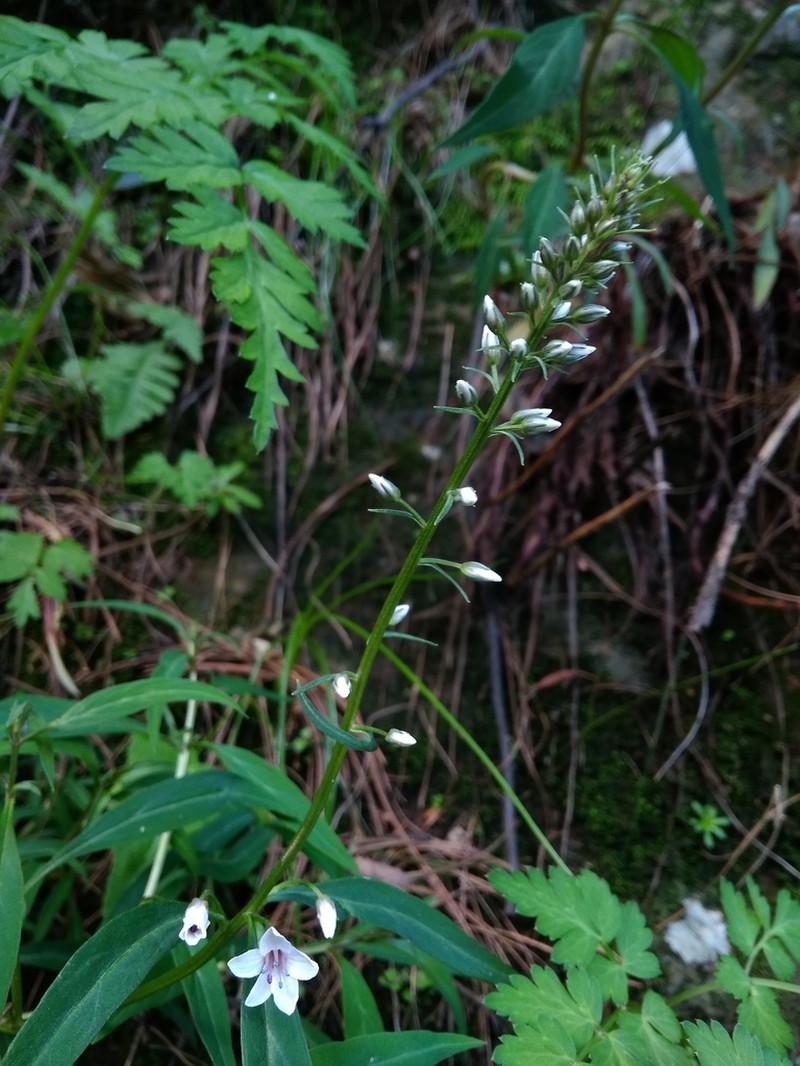 Lysimachia taliensis