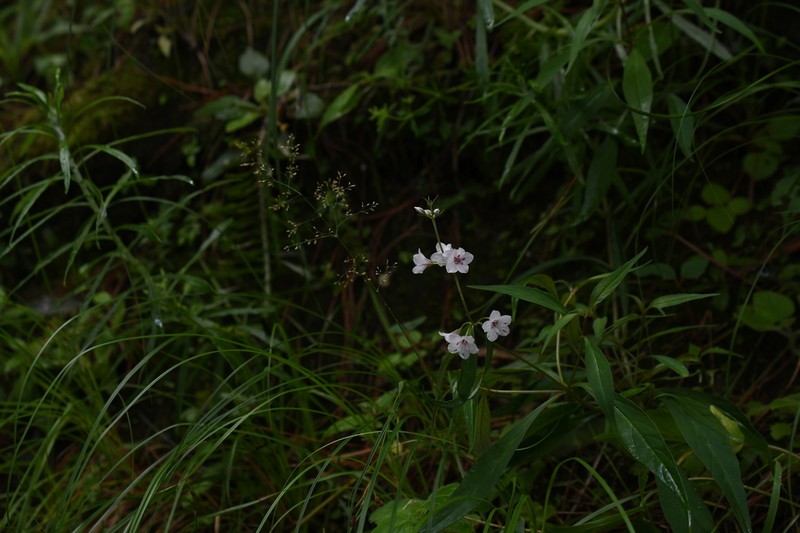 Lysimachia taliensis photo 2
