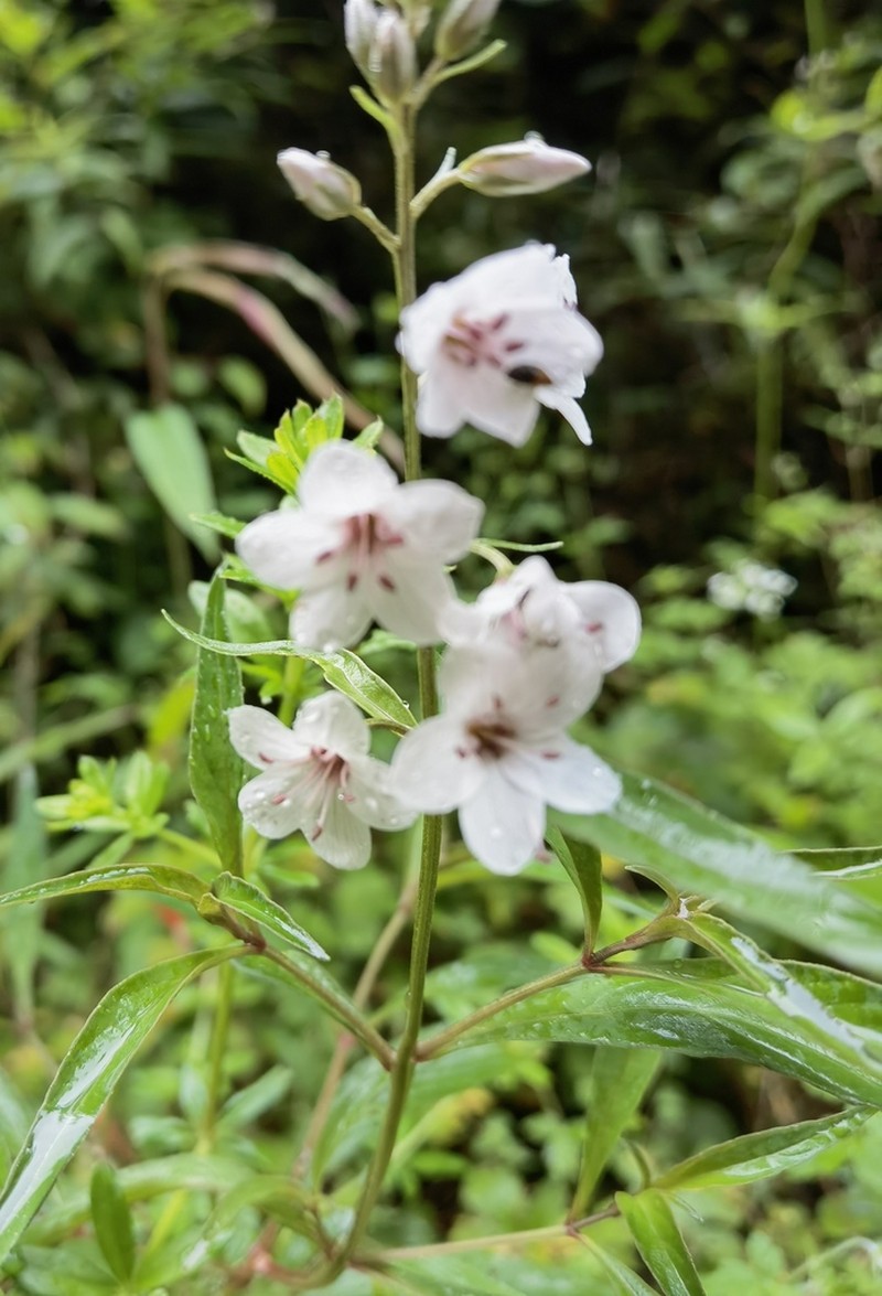 Lysimachia taliensis photo 3
