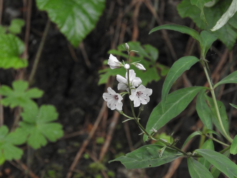 Lysimachia taliensis photo 4