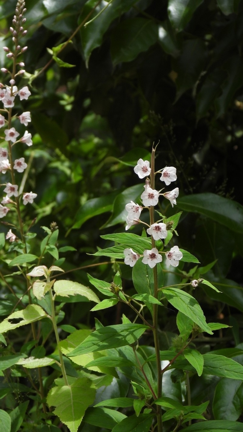 Lysimachia taliensis photo 5