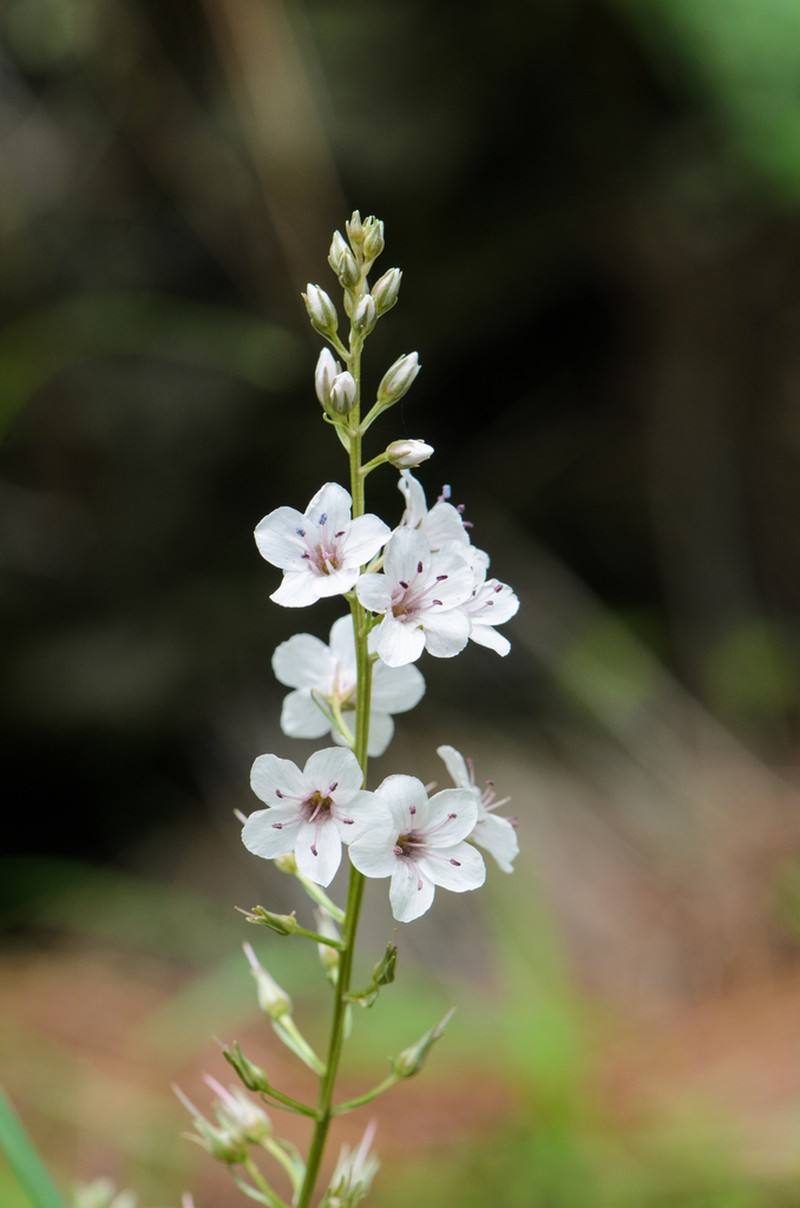 Lysimachia taliensis photo 6
